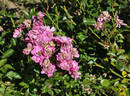 Fionia rose photo