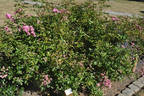 Fionia rose photo