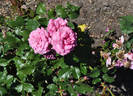 Baronesse Manon rose photo