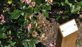 Baronesse Manon rose photo