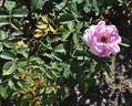 Poulsen's Parkrose rose photo