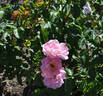 Fru Inge Poulsen rose photo
