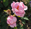 Fru Margrethe Møller rose photo