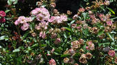 Harriet Poulsen rose photo