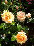 Raymond Carver rose photo