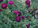 Purple Buttons rose photo