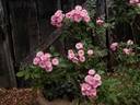 Morey's Pink rose photo