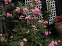 Morey's Pink rose photo