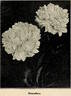 Bayadere peony photo