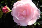 Louise Pommery rose photo