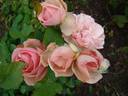 Louise Pommery rose photo