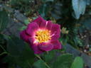 Bluesy rose photo