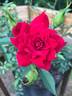 Beauty Secret rose photo