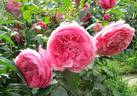 Au Bonheur des Dames® rose photo