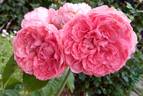 Au Bonheur des Dames® rose photo