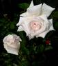 Beatrix Potter rose photo