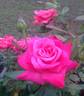 Marijke Koopman rose photo
