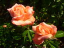 Hamburger Deern ™ rose photo