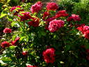 Roter Drache rose photo