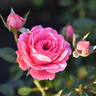 Amulett ® rose photo