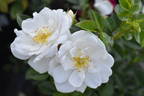 Bienenweide Weiss ® rose photo