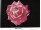 Jimmy Greaves rose photo
