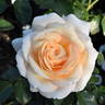 Marie Antoinette rose photo