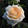 Marie Antoinette rose photo