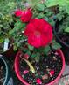 ADT1 rose photo