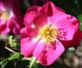 Virginian Dark Pink Himalayan rose photo