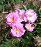 Virginia Pink Ice rose photo