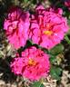 Virginian Valko rose photo