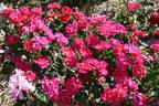 Virginian Red Abundance rose photo