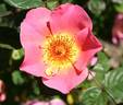 Virginian Single Salmon rose photo
