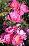 Virginian Whiz rose photo