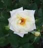 Virginian  Lemon Pie rose photo