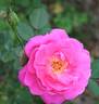 Virginian Pink Baroness rose photo