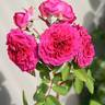 Virginian Wenda Dark Pink rose photo