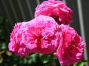 Virginian Wenda Pink Pom Pom rose photo