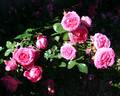 Virginian Wenda Classic Pink rose photo