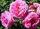 Virginian Wenda Classic Pink rose photo
