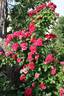 Virginian Wenda Red Ruffles rose photo