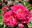 Virginian Wenda Red Ruffles rose photo