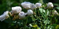Marie Dermar rose photo
