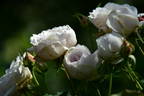 Marie Dermar rose photo