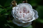 Marie Dermar rose photo