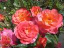 Psychedelic rose photo