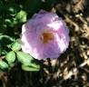 Virginian Pink Lemonade rose photo