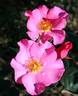 Virginian Single Pink rose photo