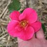 Virginian Red Single rose photo